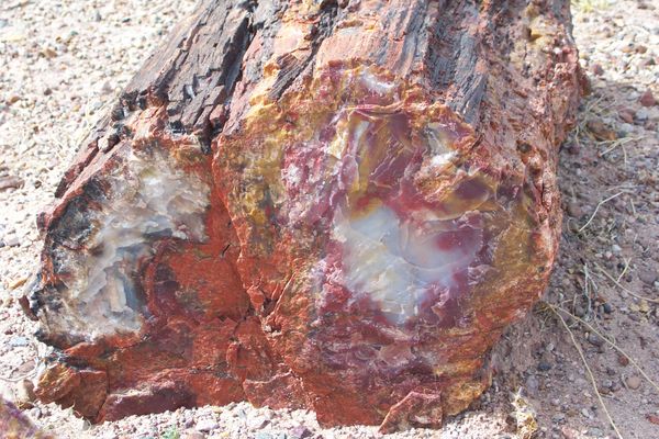 Petrified wood